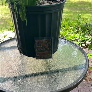 Pokemon Trading Card